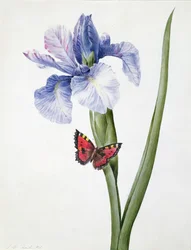f.10 Iris bleu avec papillon (Spuria), 1826